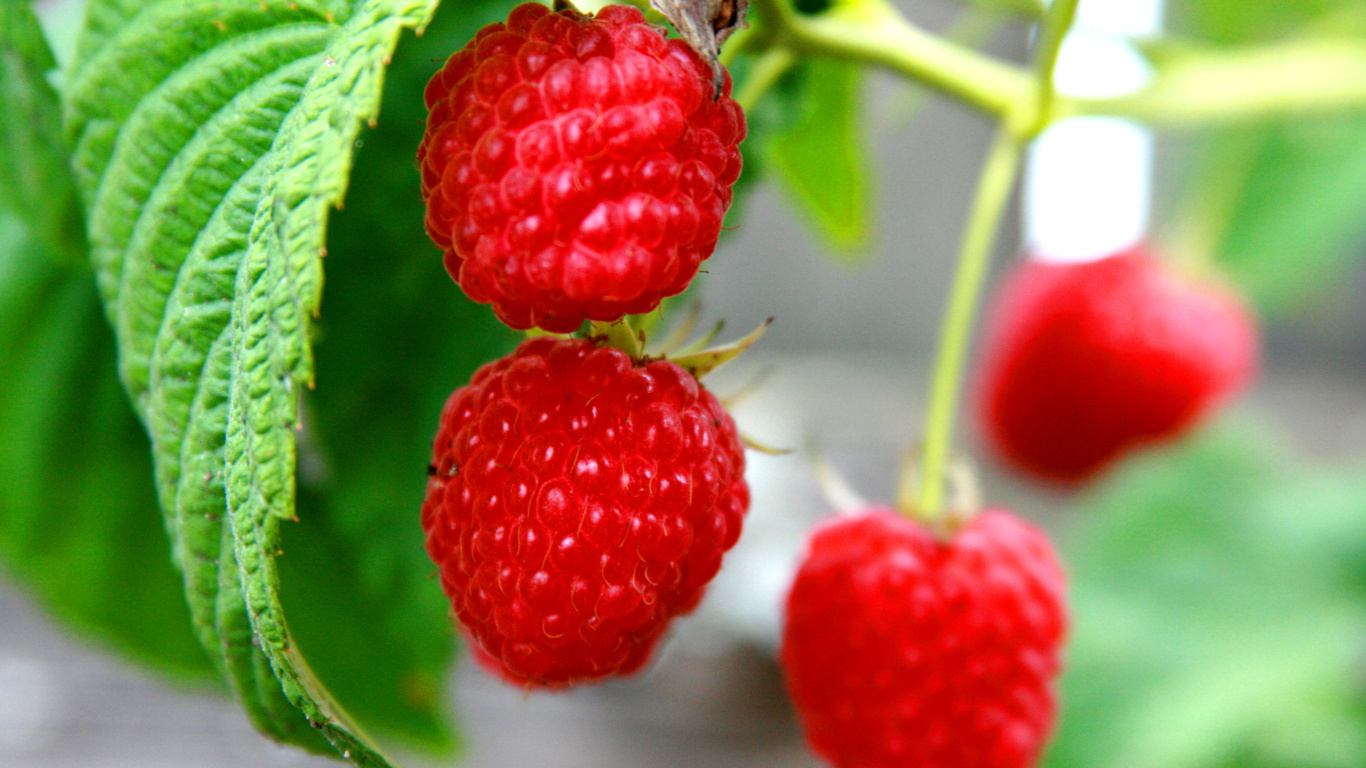 Screenshot №1 pro téma Raspberries Macro Photo 1366x768