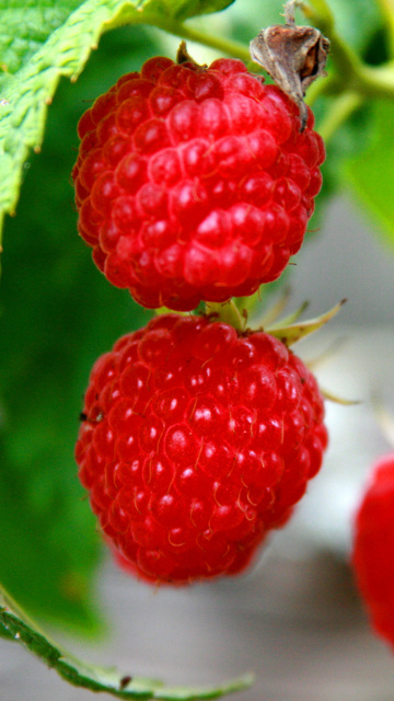 Raspberries Macro Photo wallpaper 360x640