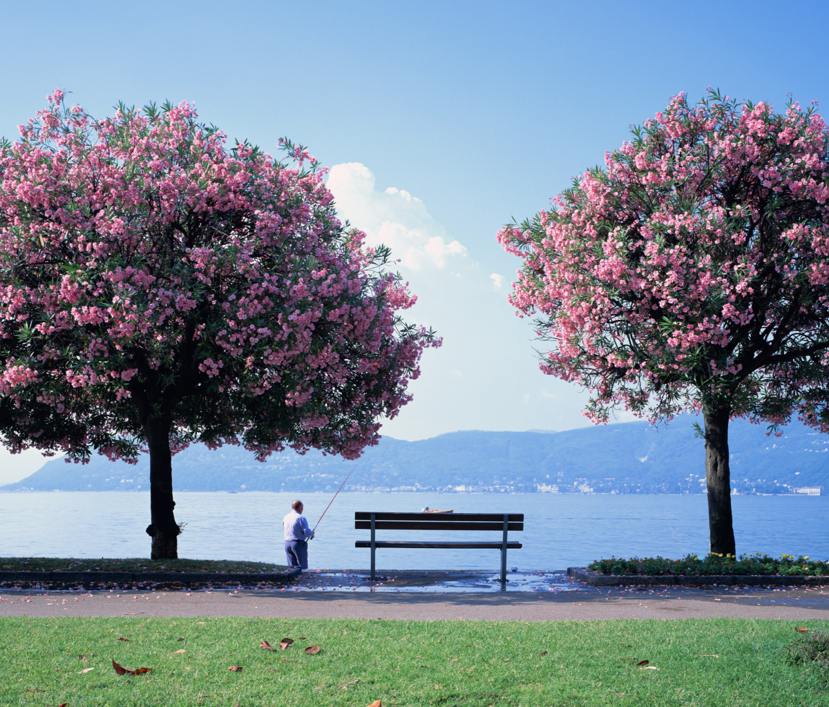 Screenshot №1 pro téma Fisherman Under Sakura Tree 1200x1024