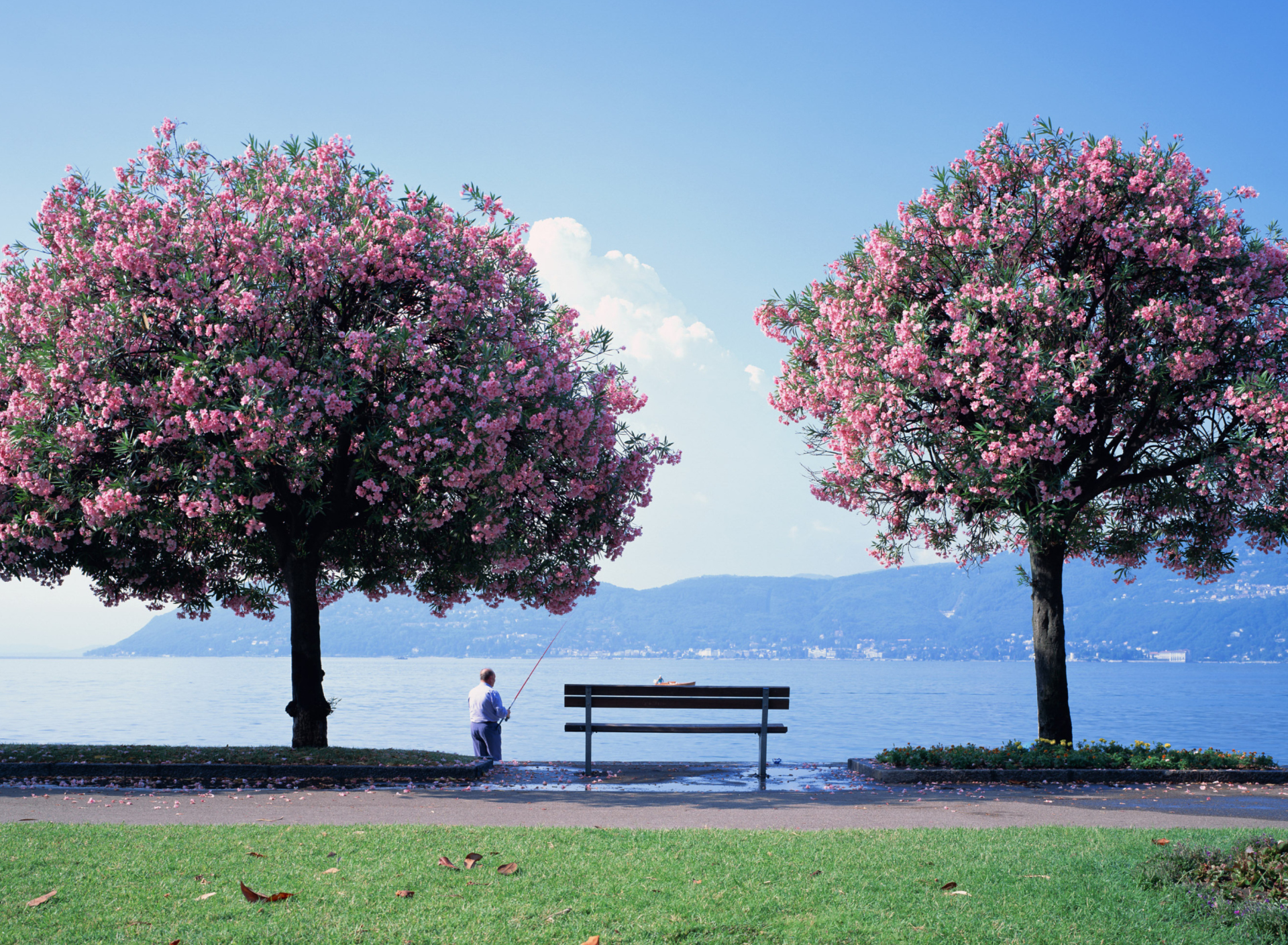 Das Fisherman Under Sakura Tree Wallpaper 1920x1408