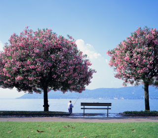 Fisherman Under Sakura Tree - Obrázkek zdarma pro 208x208
