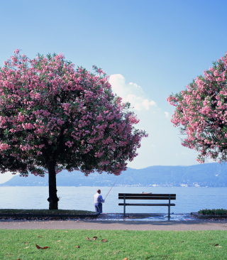 Fisherman Under Sakura Tree - Obrázkek zdarma pro Nokia X6