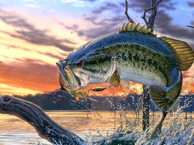 Das Percidae Fish Wallpaper 640x480
