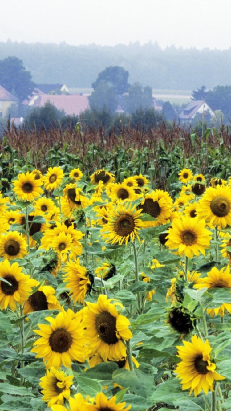 Sfondi Sunflower Field In Germany 750x1334