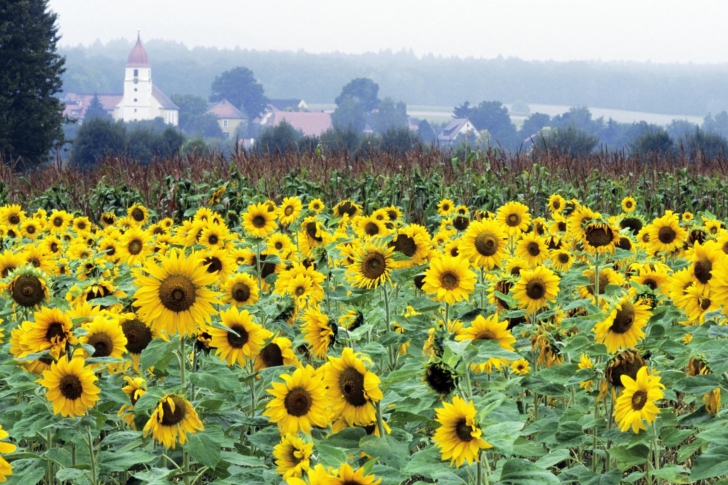 Sfondi Sunflower Field In Germany