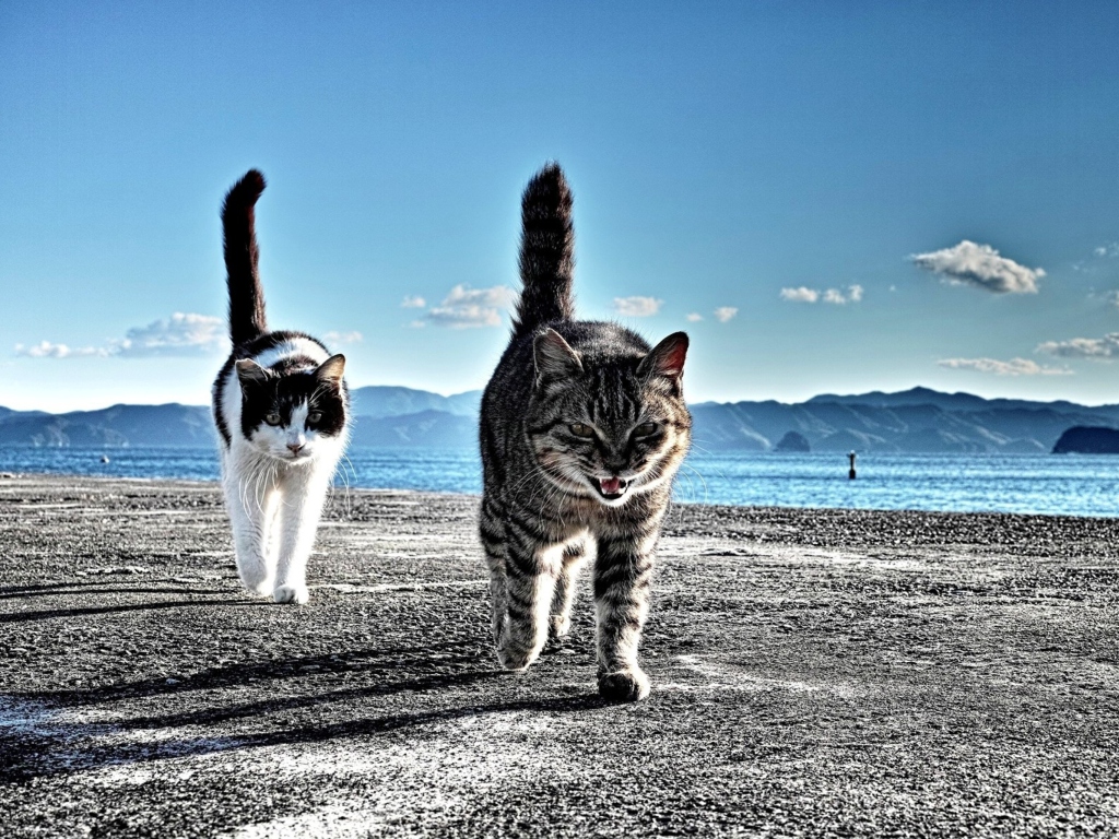 Das Cats Walking At Beach Wallpaper 1024x768