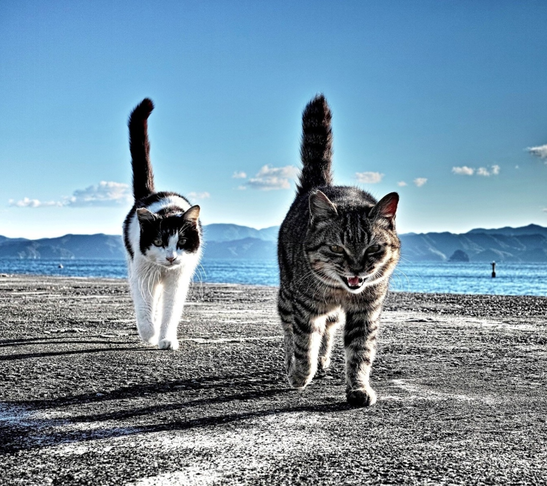 Screenshot №1 pro téma Cats Walking At Beach 1080x960