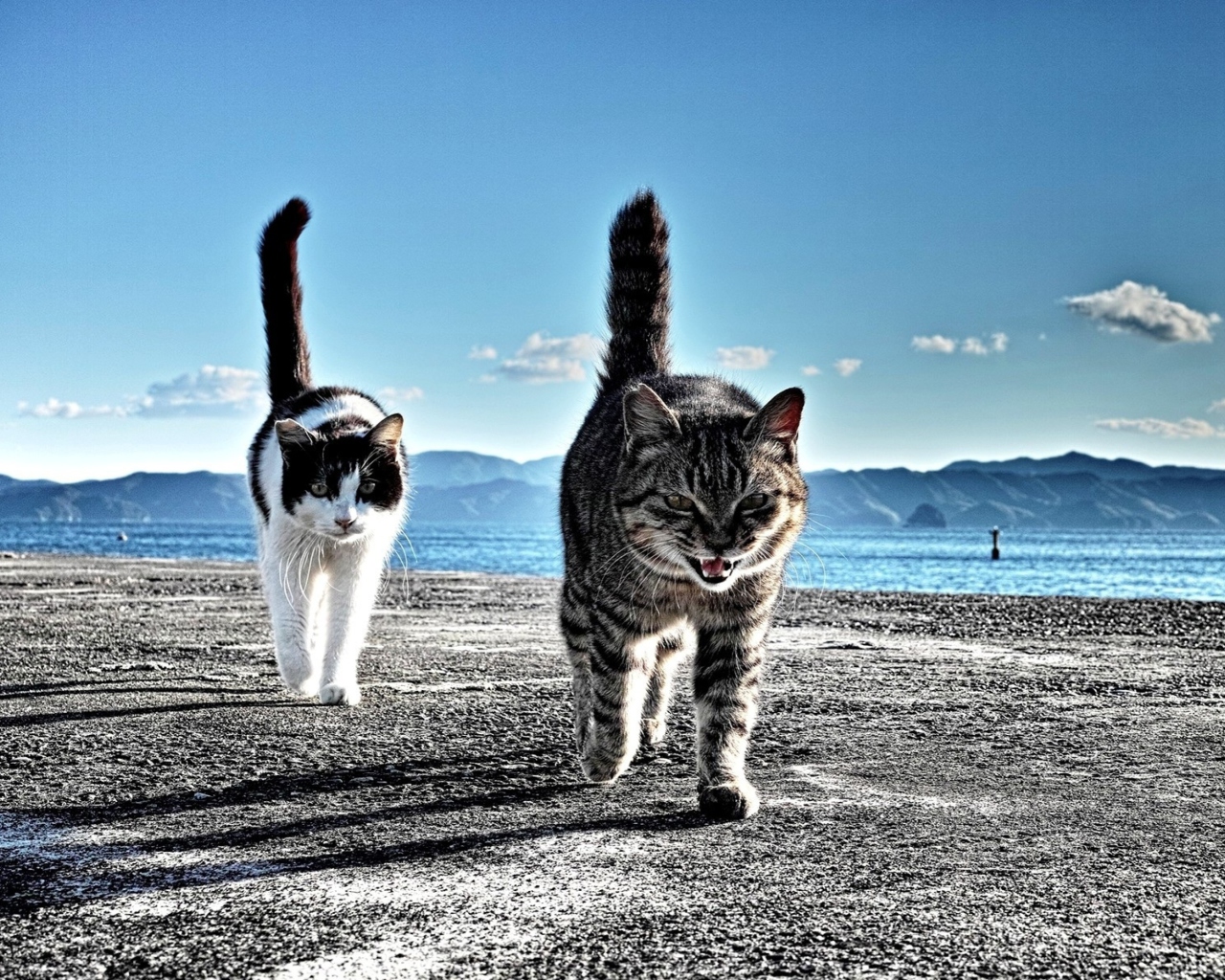 Fondo de pantalla Cats Walking At Beach 1280x1024