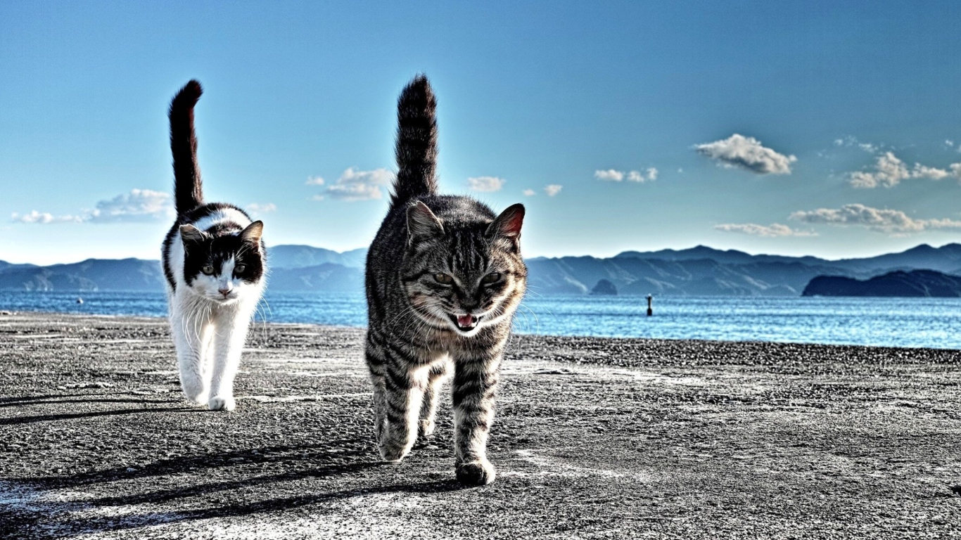 Screenshot №1 pro téma Cats Walking At Beach 1366x768