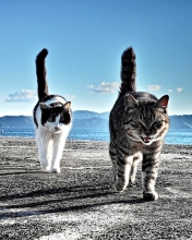 Das Cats Walking At Beach Wallpaper 176x220
