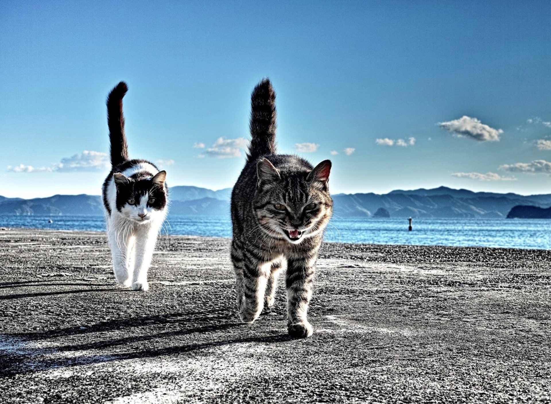 Sfondi Cats Walking At Beach 1920x1408