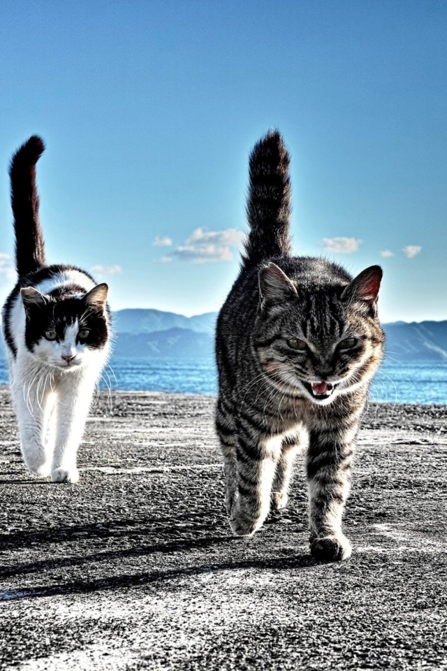 Das Cats Walking At Beach Wallpaper 640x960
