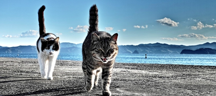 Screenshot №1 pro téma Cats Walking At Beach 720x320