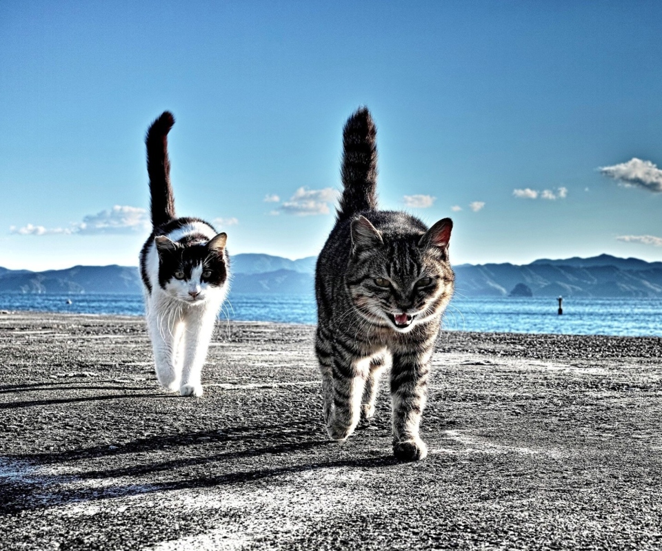 Fondo de pantalla Cats Walking At Beach 960x800