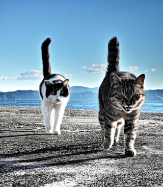 Cats Walking At Beach - Obrázkek zdarma pro Nokia C2-00