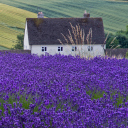 Screenshot №1 pro téma House In Lavender Field 128x128