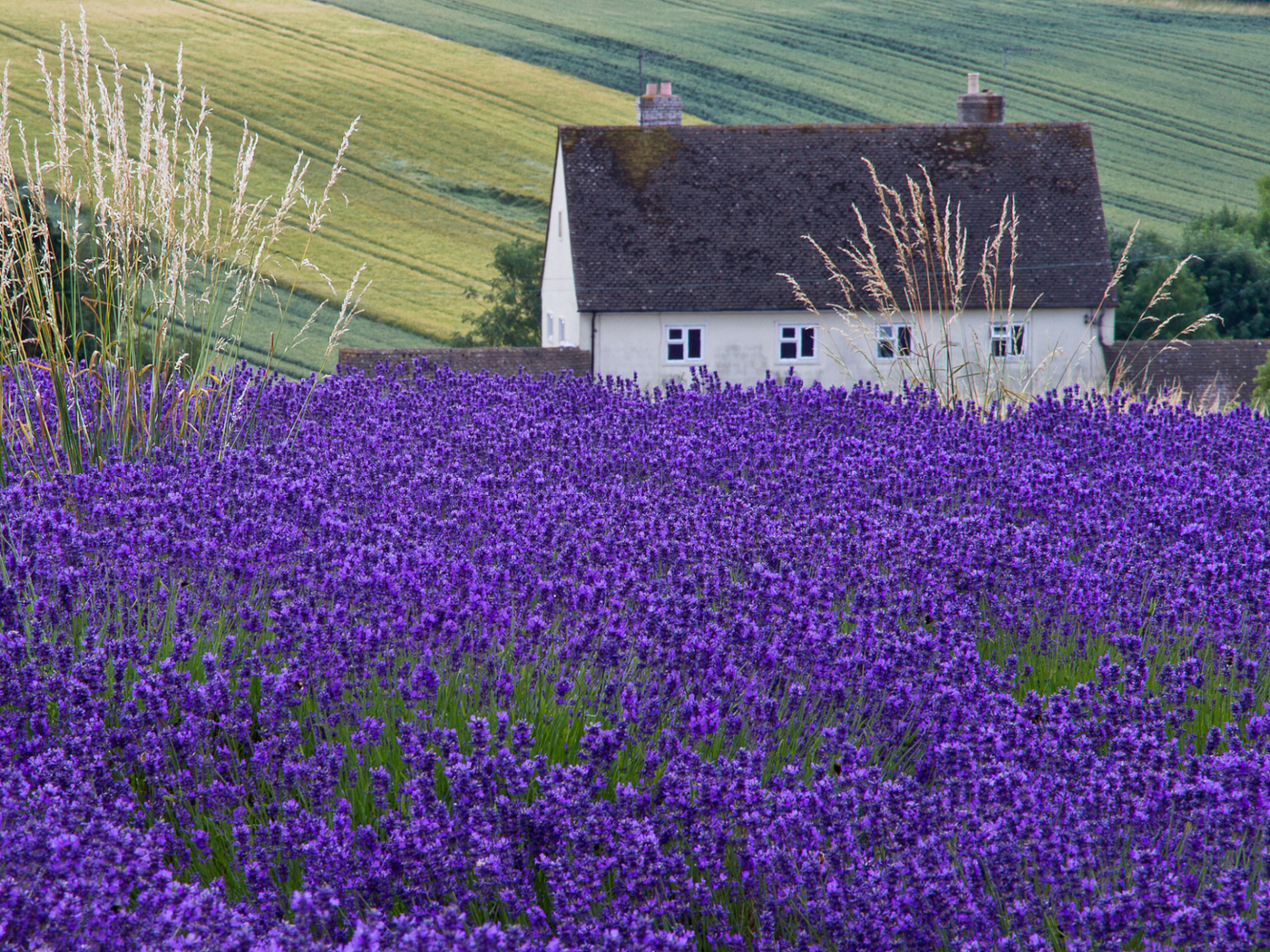 Fondo de pantalla House In Lavender Field 1400x1050