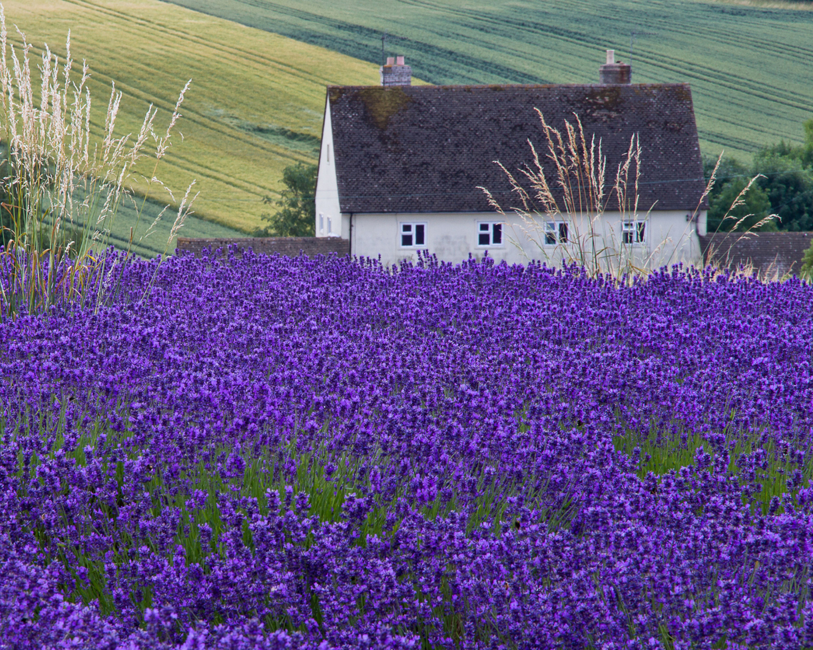 House In Lavender Field wallpaper 1600x1280