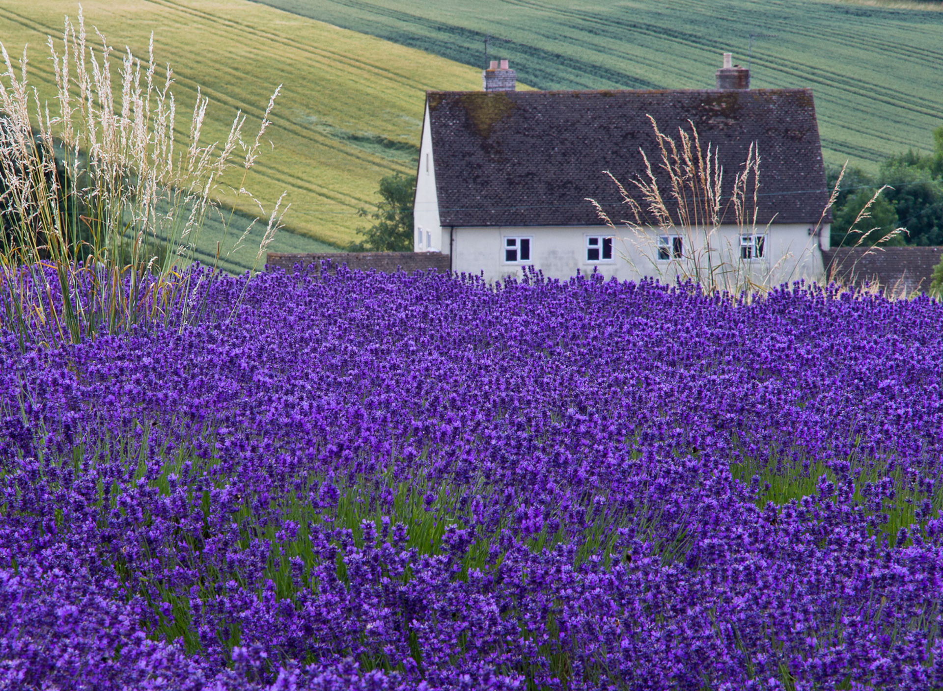 House In Lavender Field screenshot #1 1920x1408