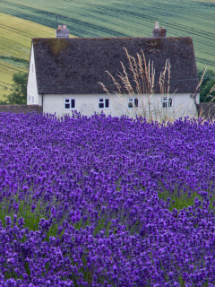 Fondo de pantalla House In Lavender Field 240x320