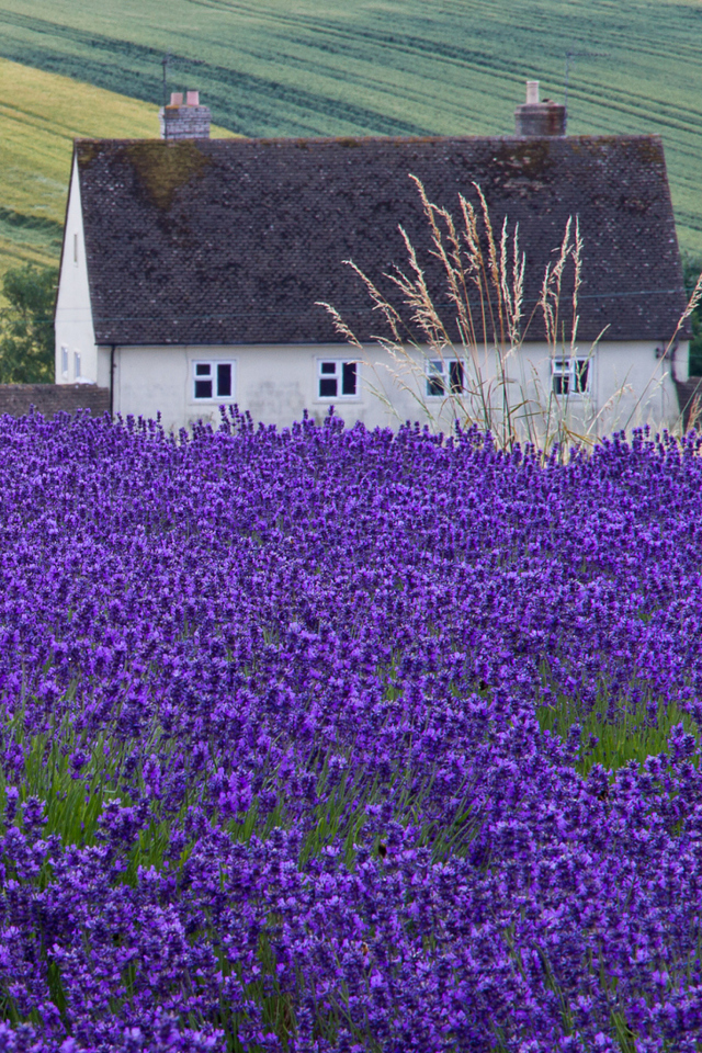 Fondo de pantalla House In Lavender Field 640x960