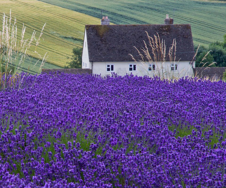 Fondo de pantalla House In Lavender Field 960x800