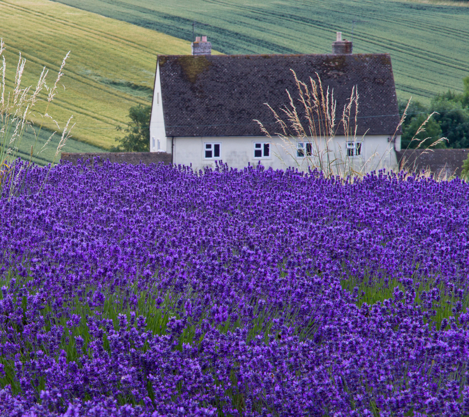 House In Lavender Field wallpaper 960x854