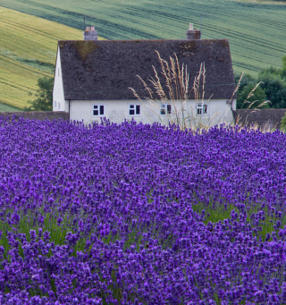 Kostenloses House In Lavender Field Wallpaper für 208x208