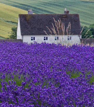 House In Lavender Field - Obrázkek zdarma pro Nokia Asha 310