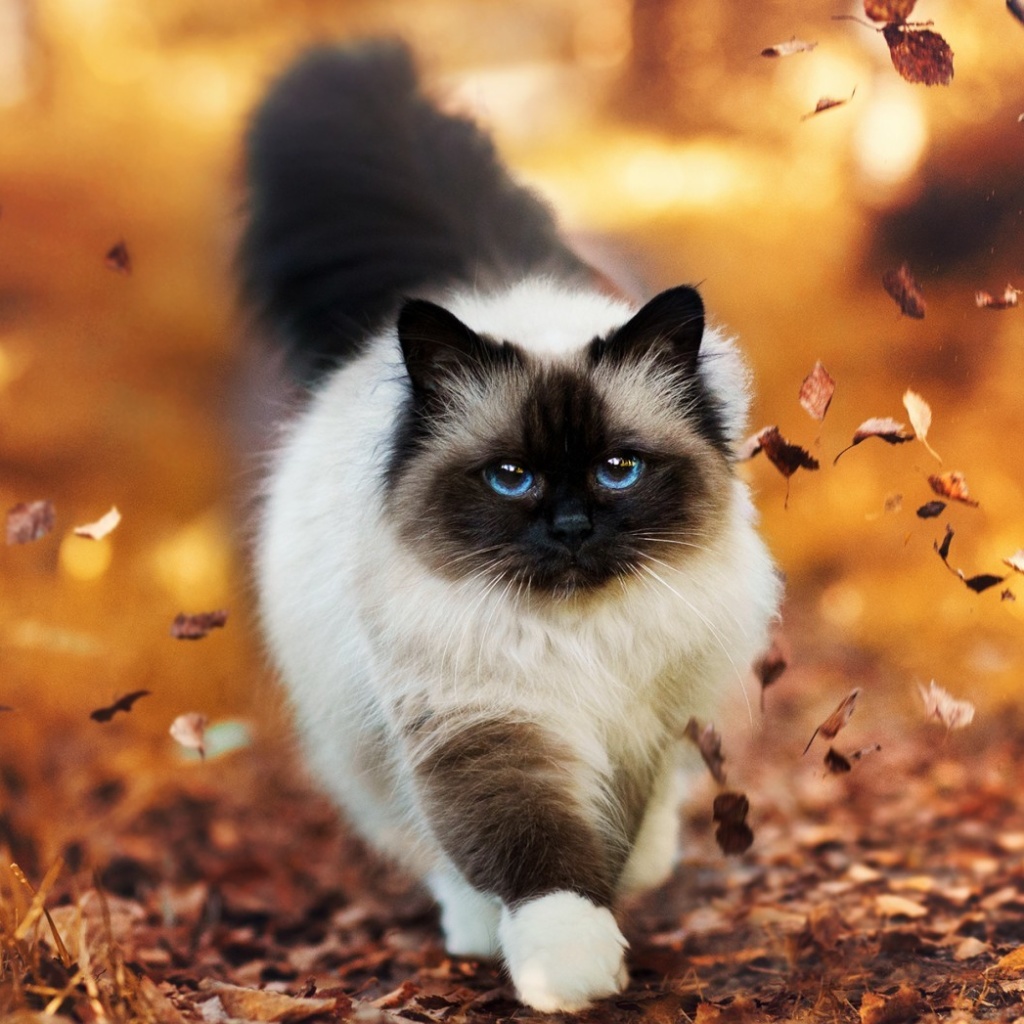 Siamese autumn cat wallpaper 1024x1024