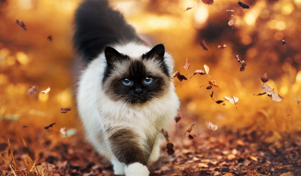 Das Siamese autumn cat Wallpaper 1024x600
