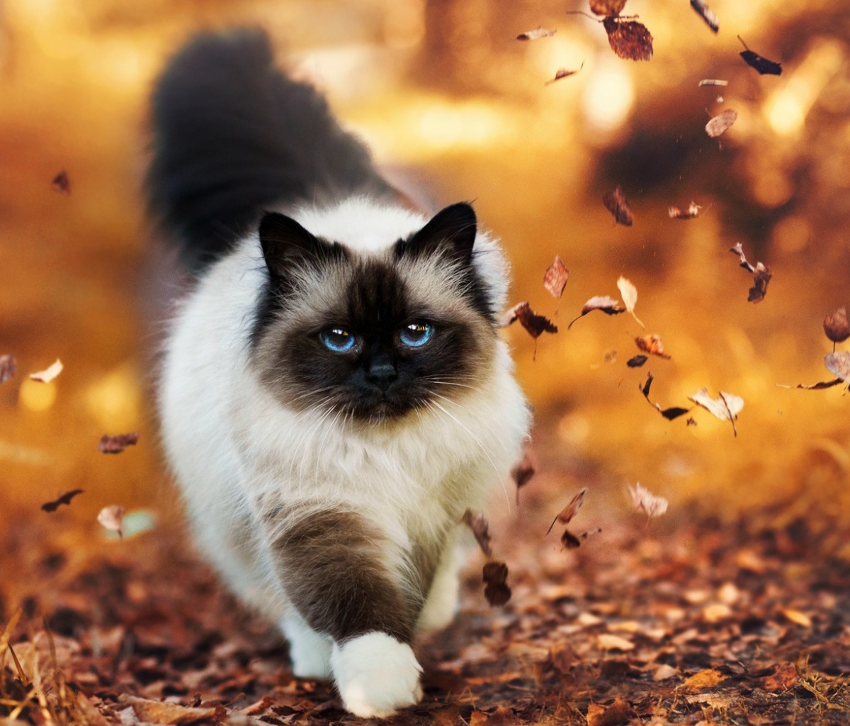 Das Siamese autumn cat Wallpaper 1200x1024