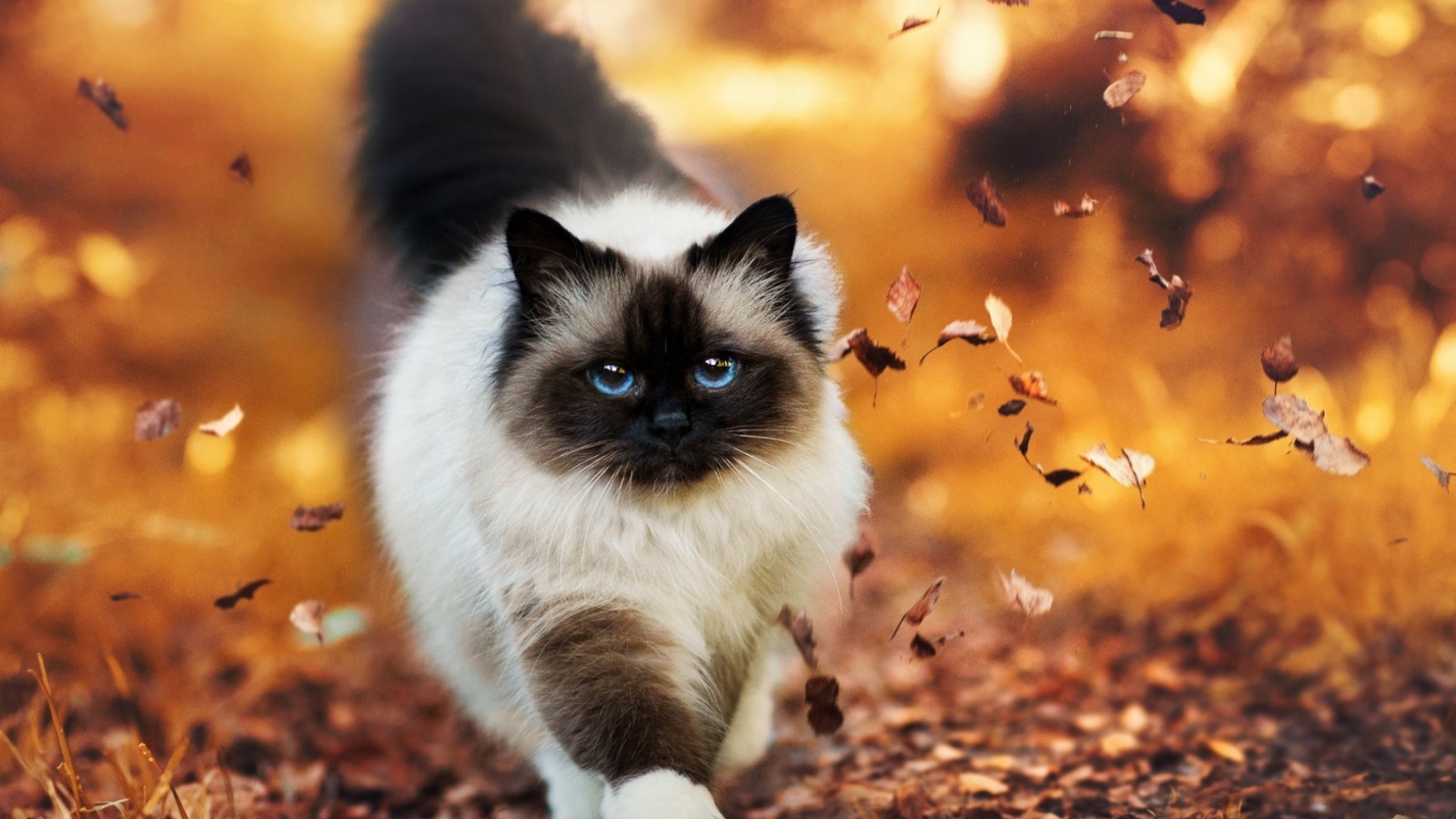 Das Siamese autumn cat Wallpaper 1600x900
