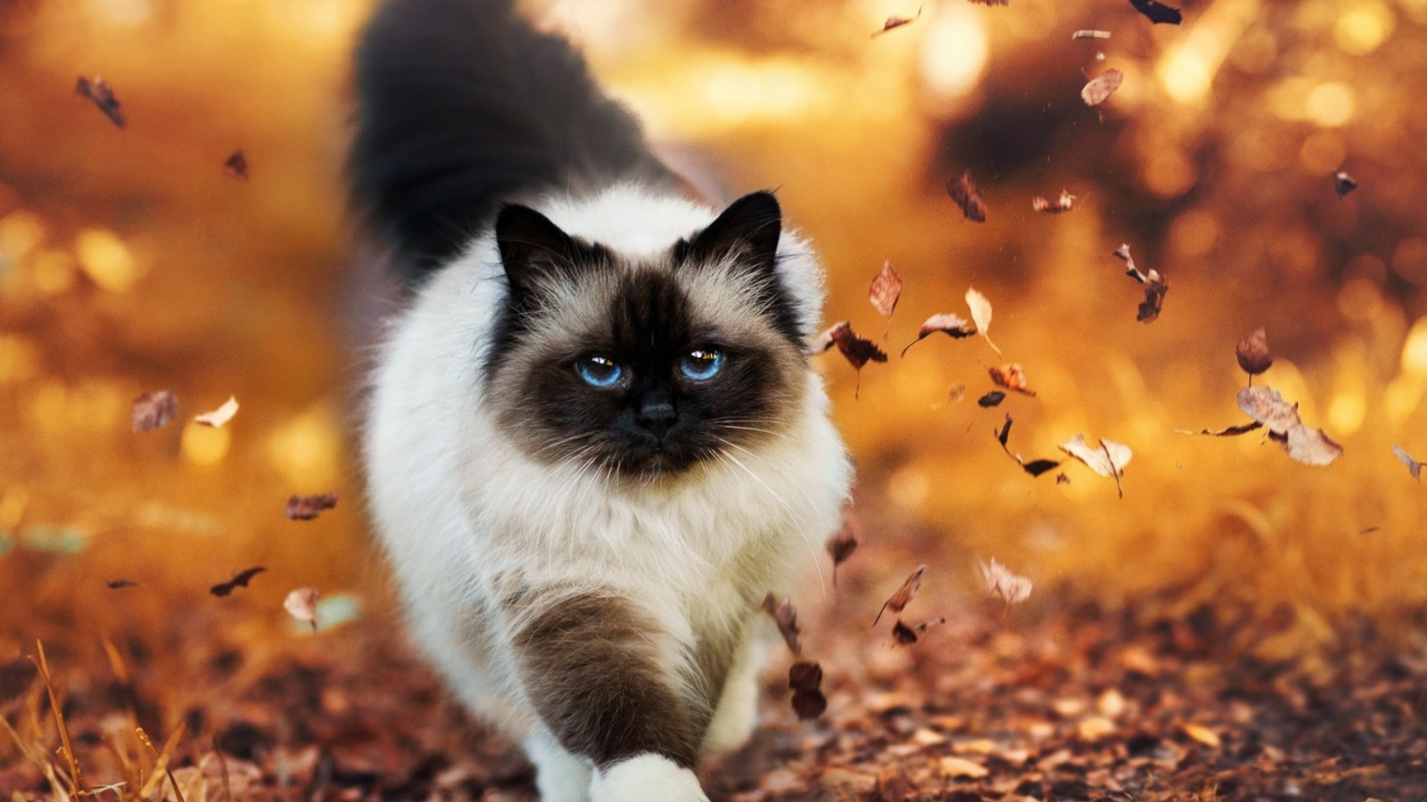 Fondo de pantalla Siamese autumn cat 1600x900