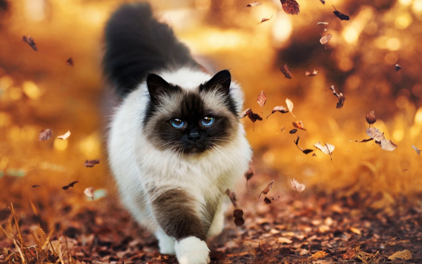 Sfondi Siamese autumn cat 1680x1050