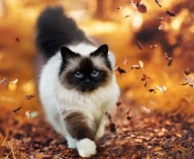 Das Siamese autumn cat Wallpaper 176x144