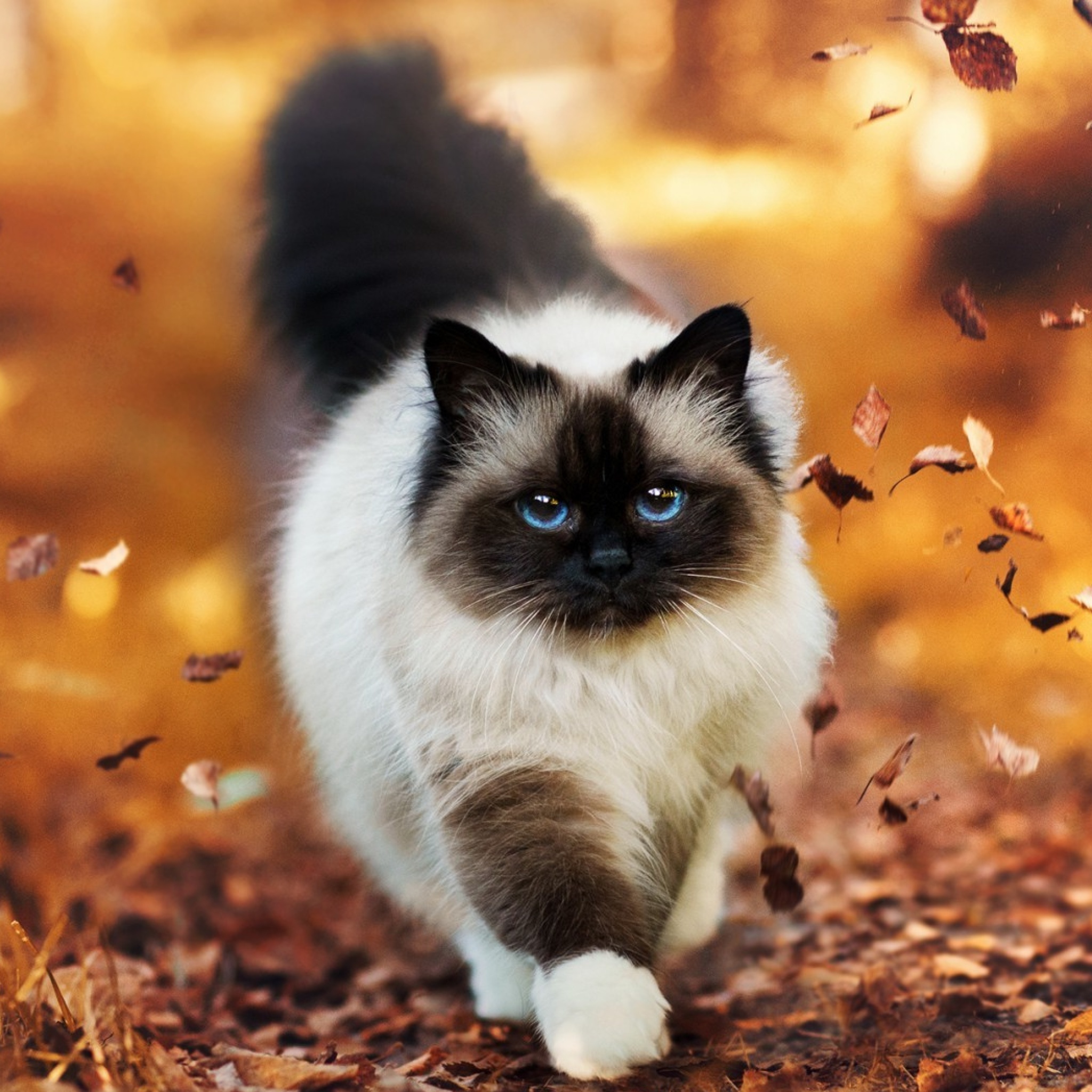 Das Siamese autumn cat Wallpaper 2048x2048