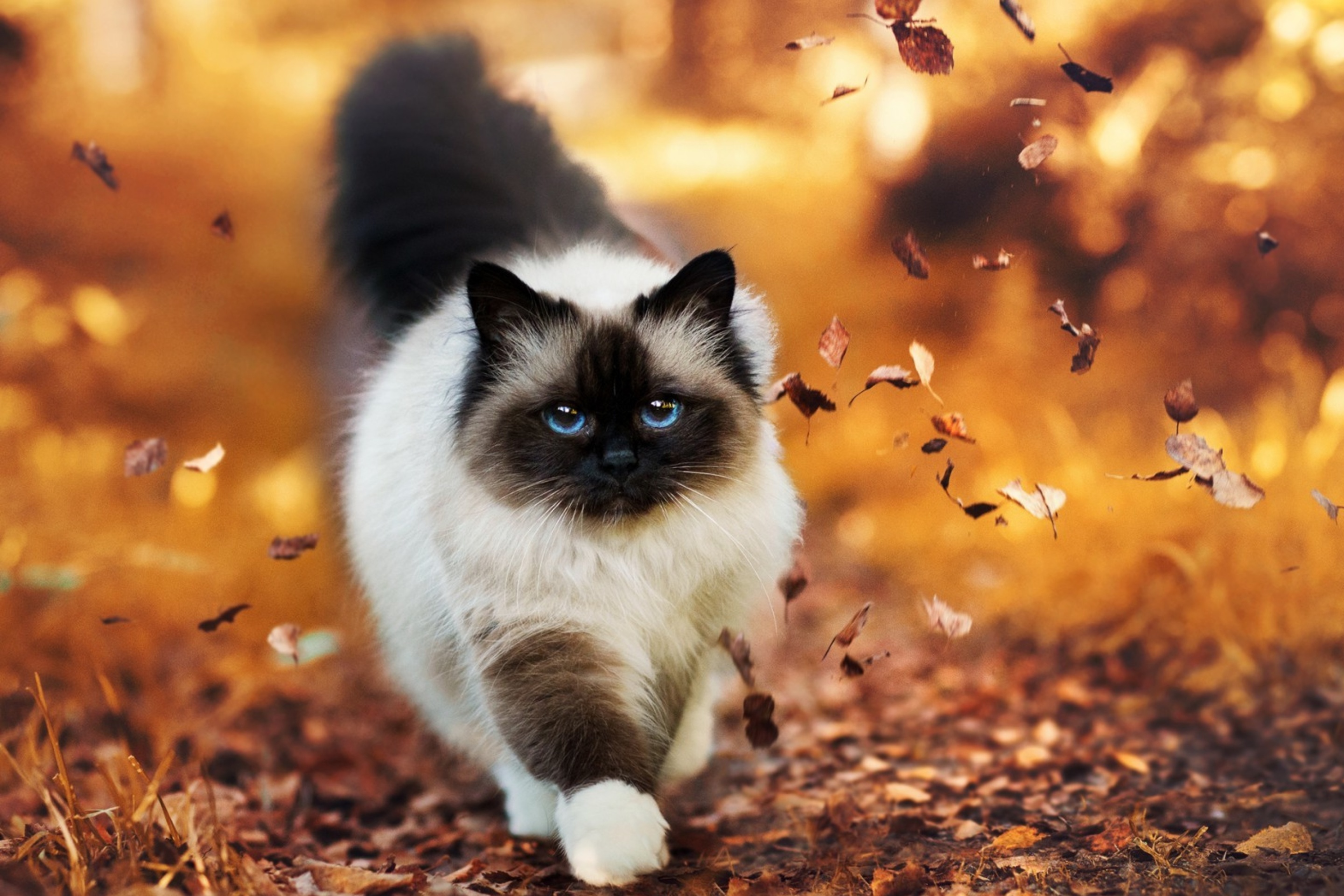 Das Siamese autumn cat Wallpaper 2880x1920