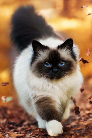 Das Siamese autumn cat Wallpaper 320x480