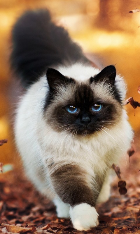 Siamese autumn cat screenshot #1 480x800