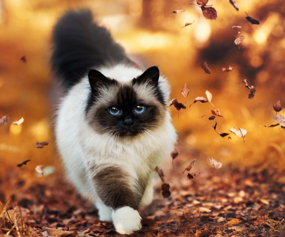 Das Siamese autumn cat Wallpaper 960x800