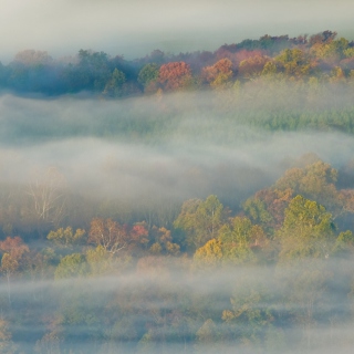 Foggy Forest - Obrázkek zdarma pro 1024x1024