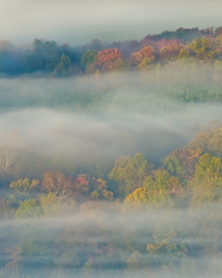 Foggy Forest - Obrázkek zdarma pro 640x960