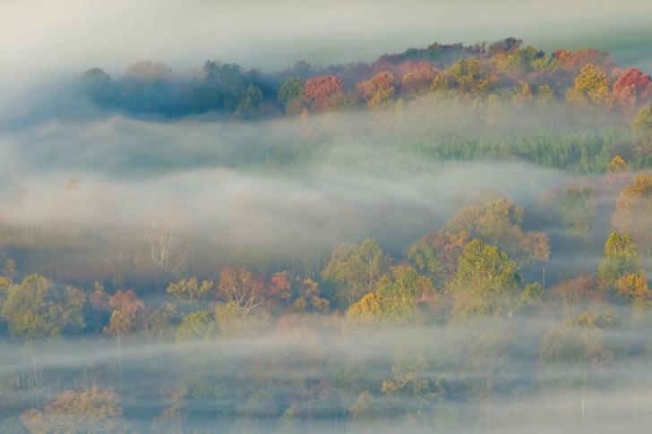 Sfondi Foggy Forest