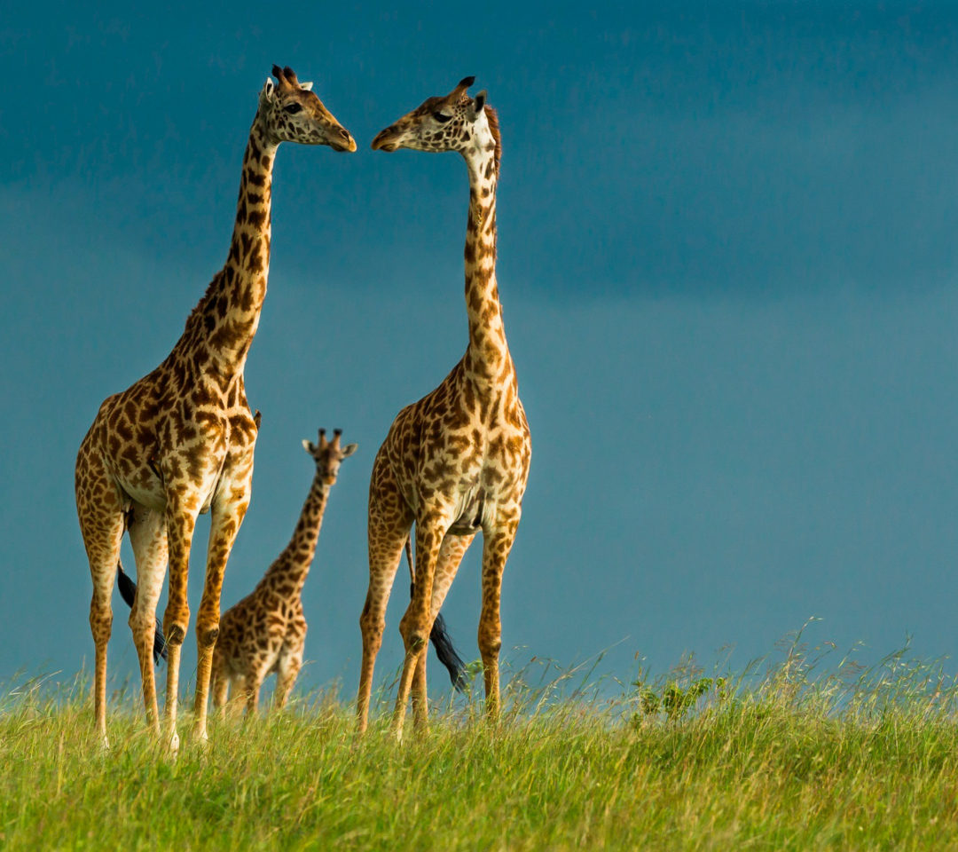 Fondo de pantalla Giraffes Family 1080x960