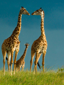 Screenshot №1 pro téma Giraffes Family 132x176