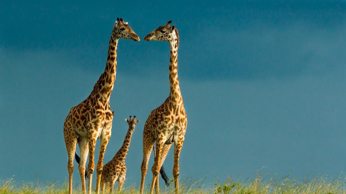 Fondo de pantalla Giraffes Family 1366x768