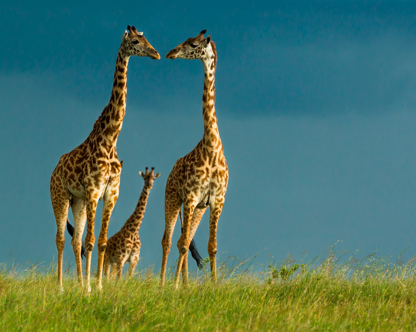 Giraffes Family wallpaper 1600x1280
