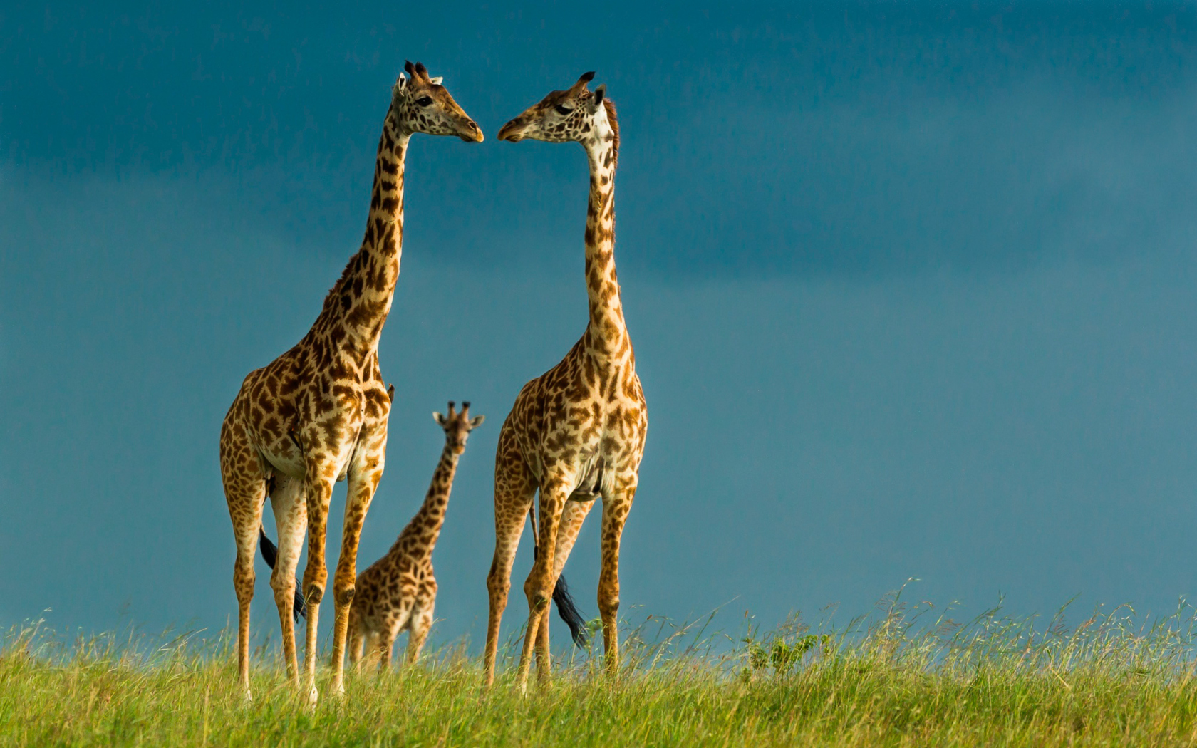 Обои Giraffes Family 1680x1050