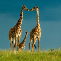 Sfondi Giraffes Family 208x208